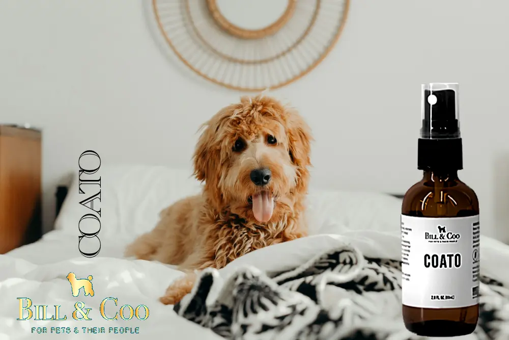 doodle-dog-coato-product