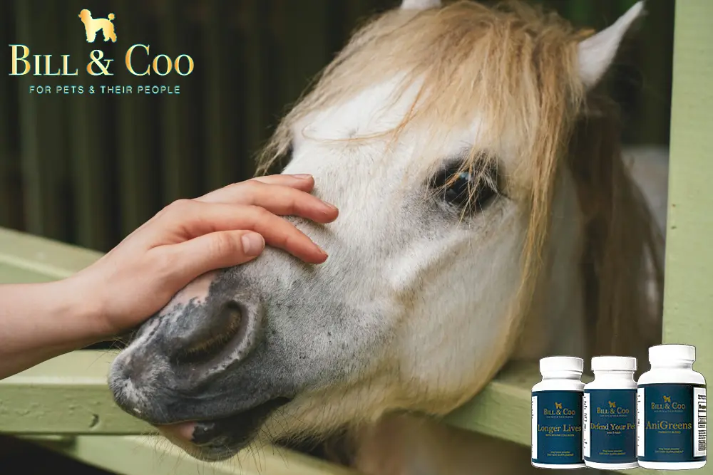 horse-powder-trio-product